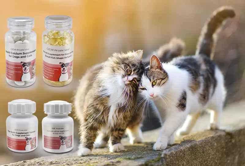 cat supplements introduction and faqs